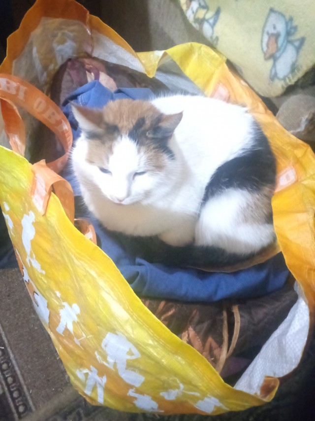 Что-то котовторник никто не начинает...