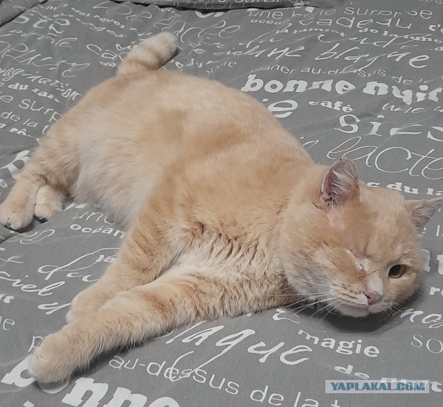 Жизнь кота Барсика из деревни
