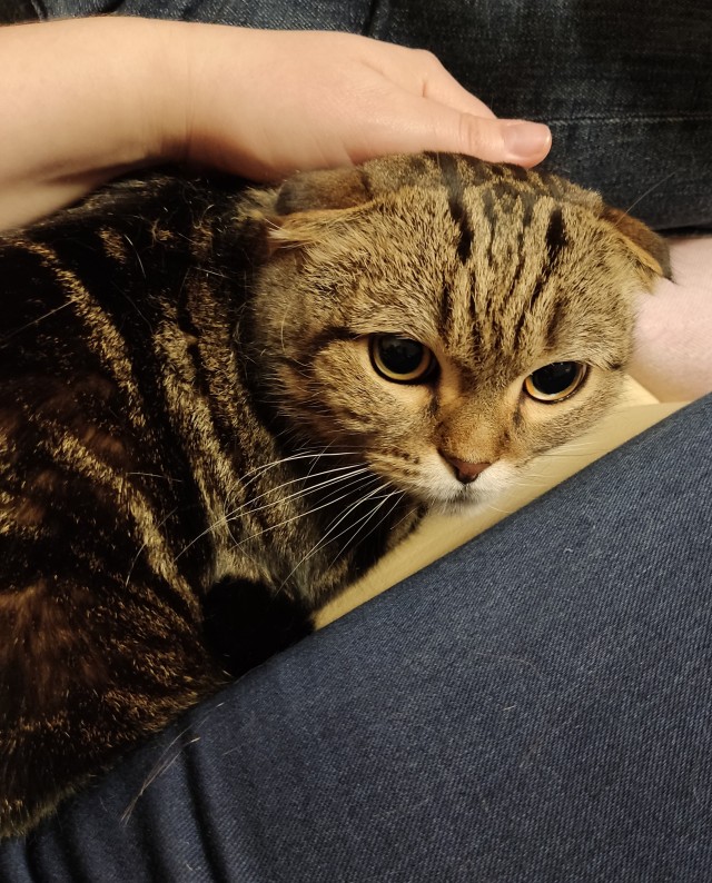 Котовторник вроде.