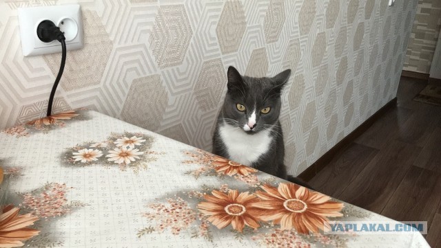 Котовторник ведь начался!