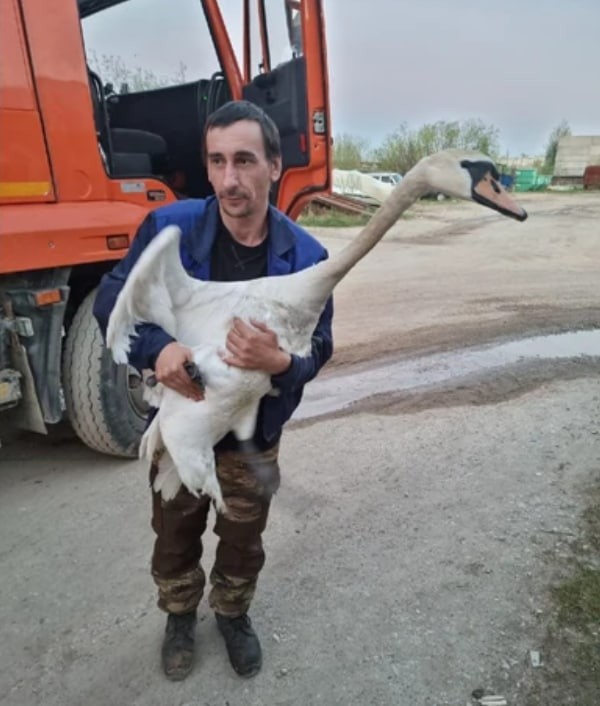 Водитель мусоровоза спас подстреленного лебедя-шипуна