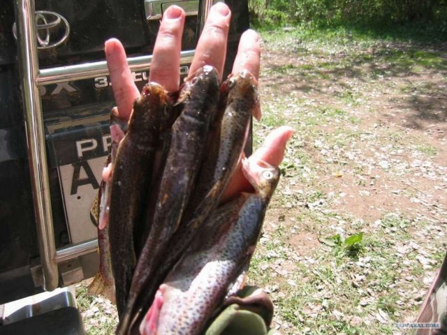 Рыбалка в горах. Плато Ассы.