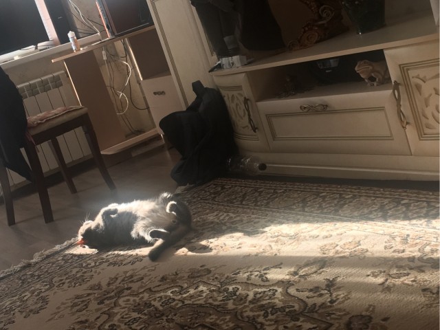 Котовторник 19.07.22