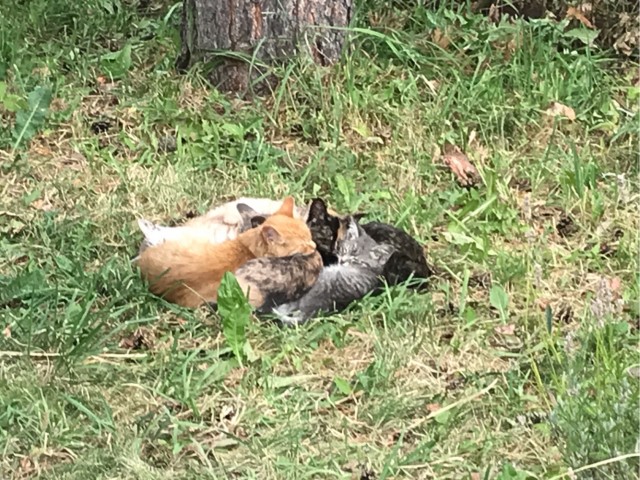 КотоФторник 23.08.22