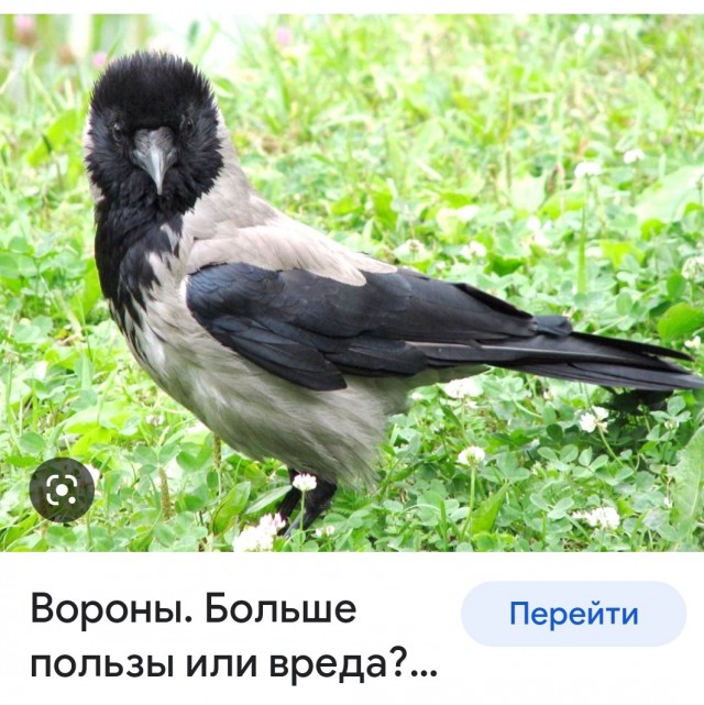 Железнодорожники и ворона
