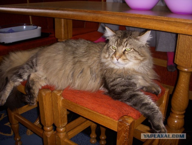Котовторник  19.03.2013