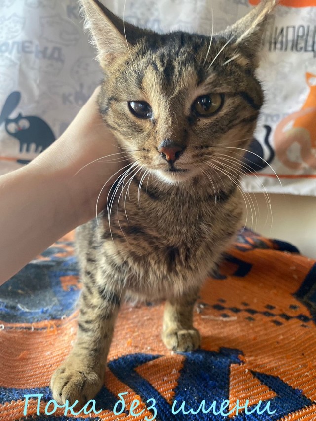 Жизнь домашнего приюта "Котоленд" 378