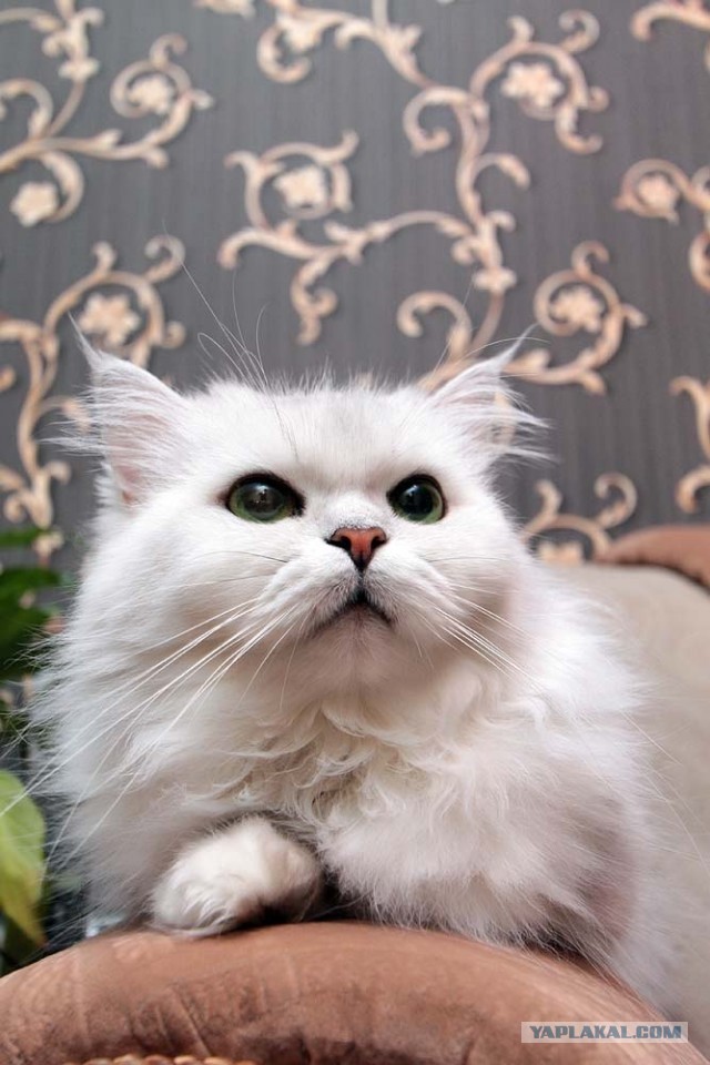 Котовторник 09.04.2013
