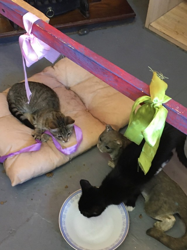 Музей Кота. Минск