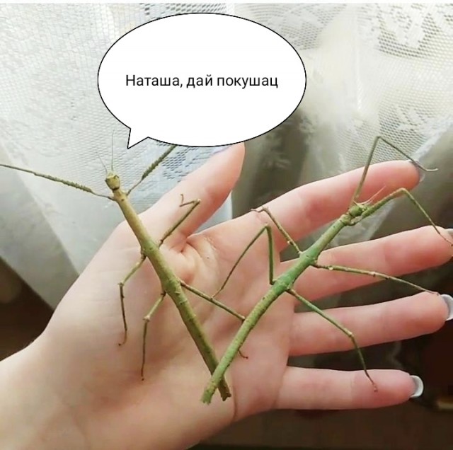 Приятного аппетита