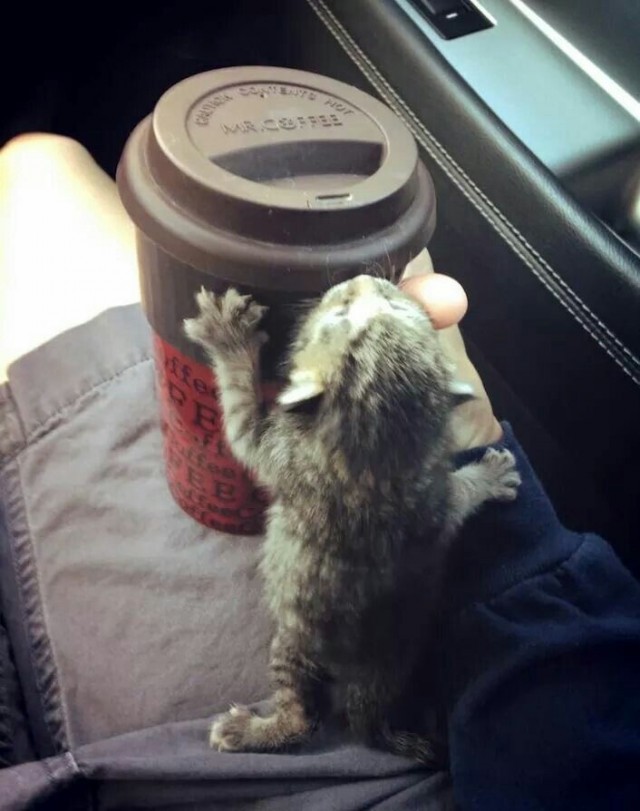 Кот дня
