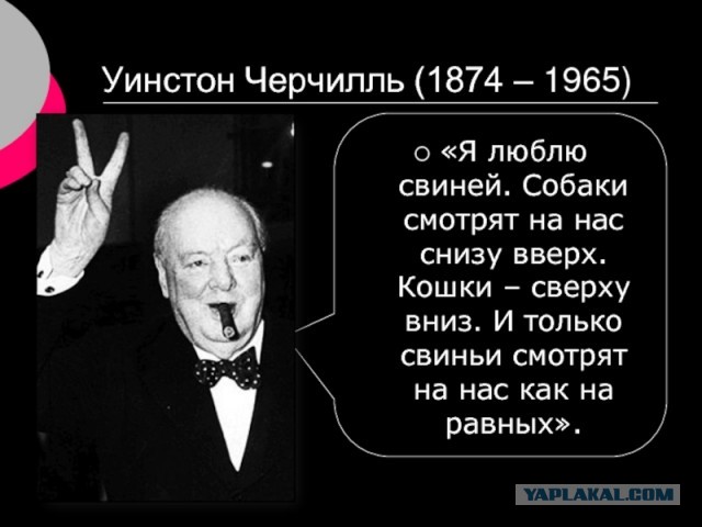 Умер Пигкассо — свин-художник, который за свою жизнь заработал более миллиона долларов