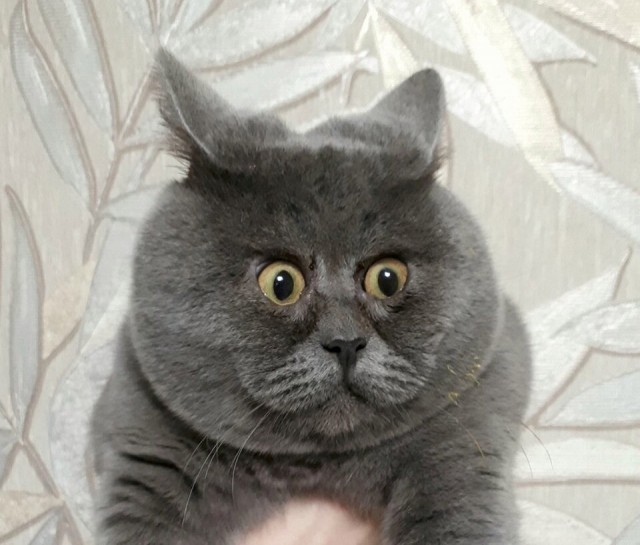 К котовторнику. Пришел жить