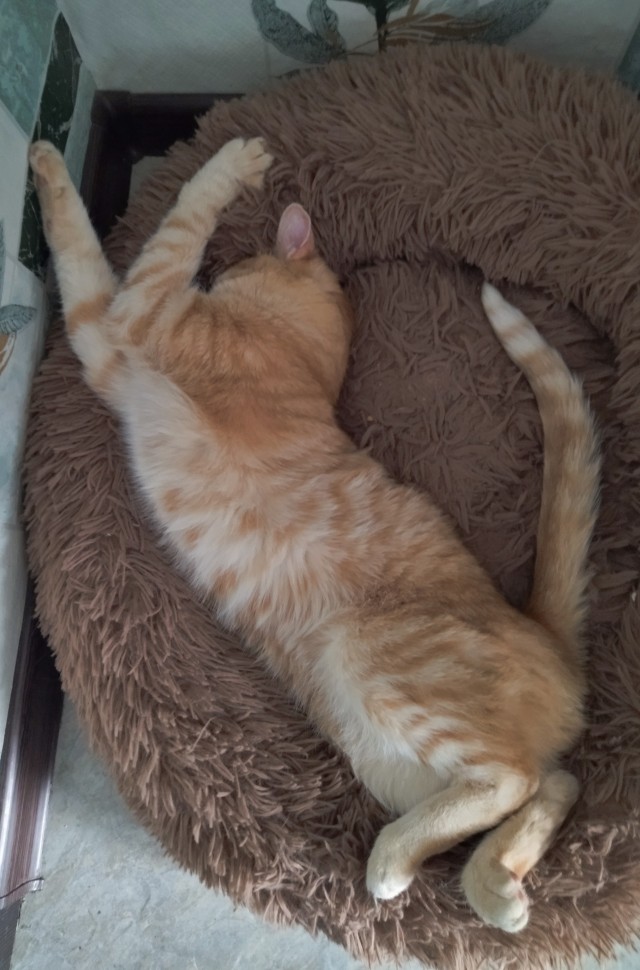 Котовторник