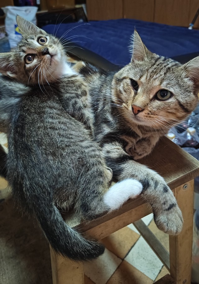 Коты, которые работают на заводах