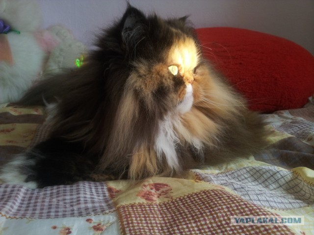 Котовторник 04.06.2013