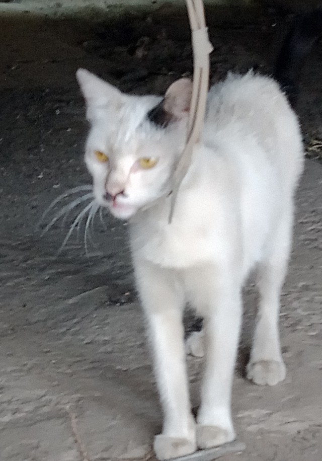 Просто кот
