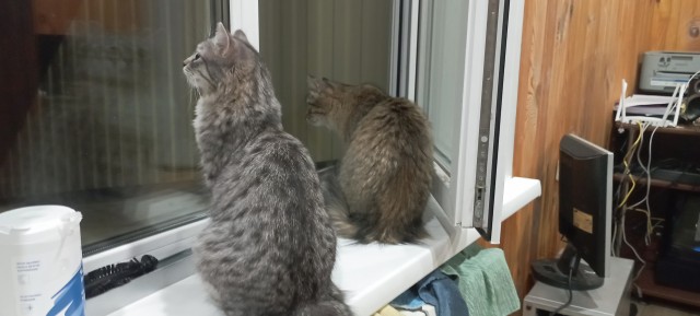 Совпало с котовторником.