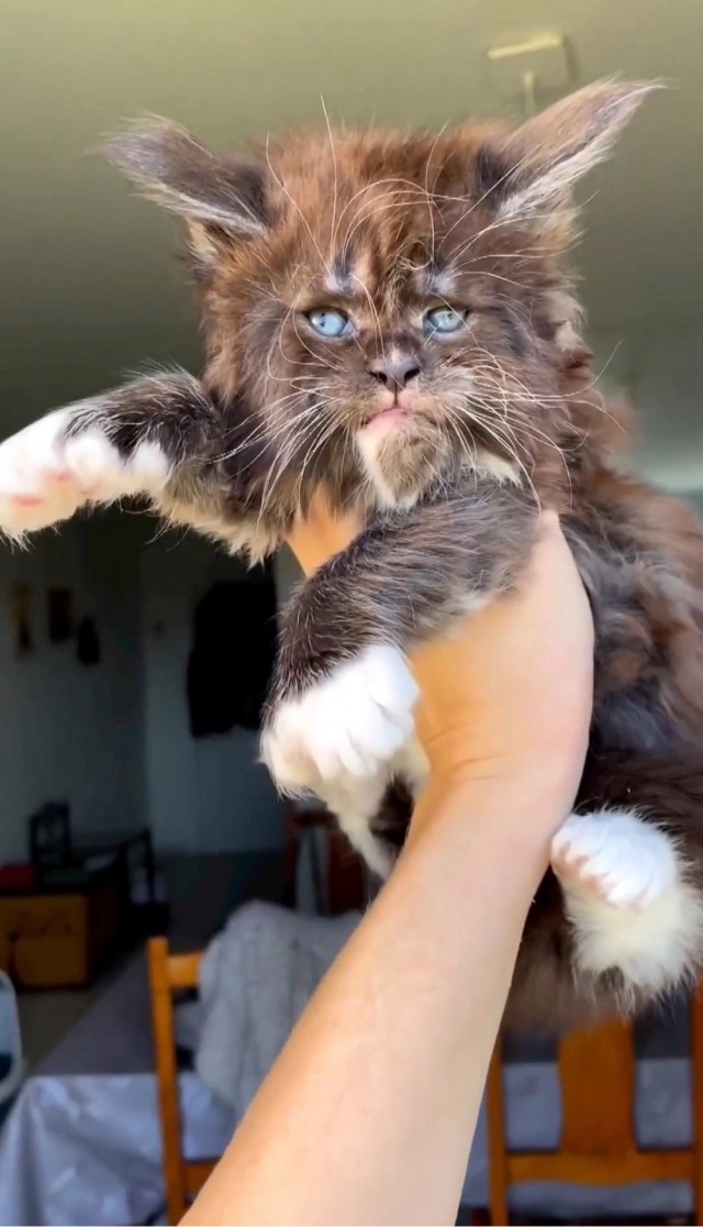 Котовторник! Успел!)