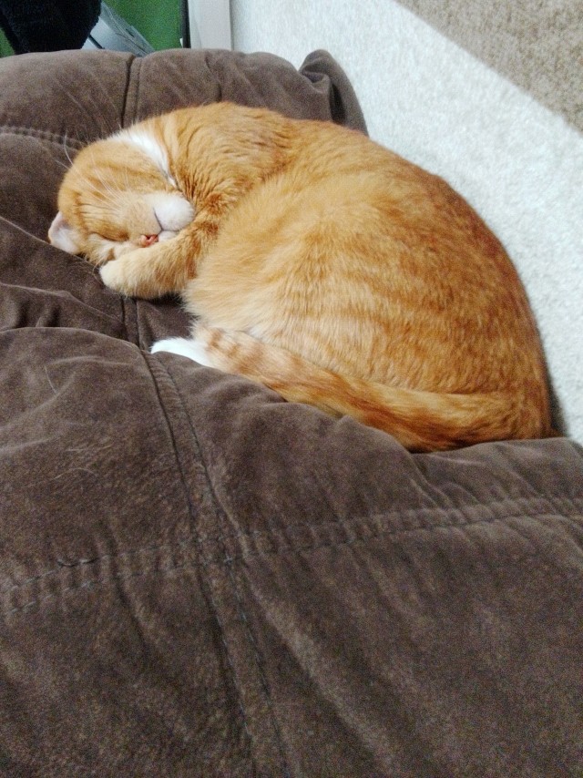 Спящий кот