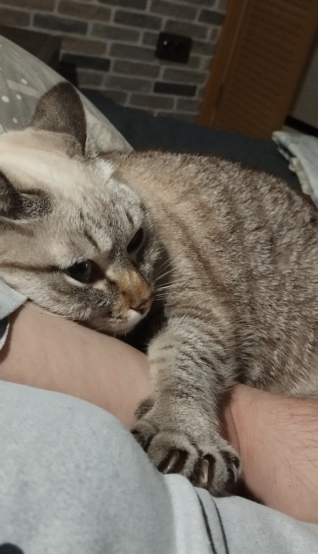 Котовторник