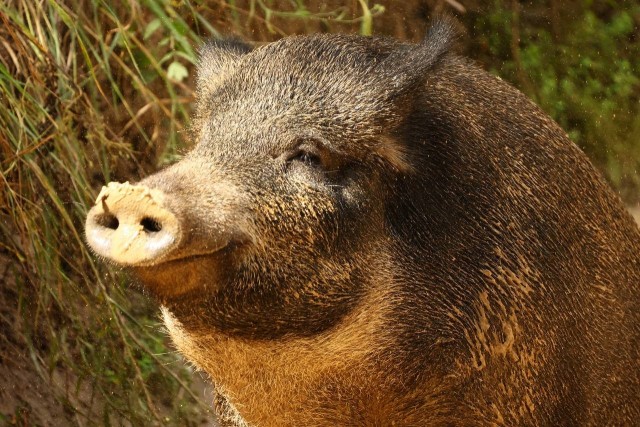 Самый счастливый кабан в Рязани