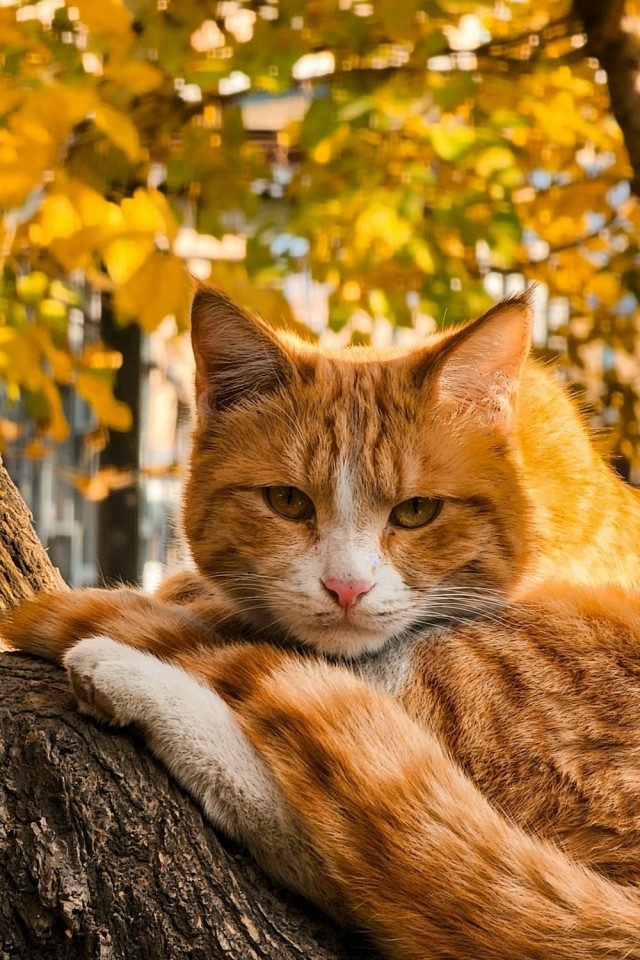 Осенний кот