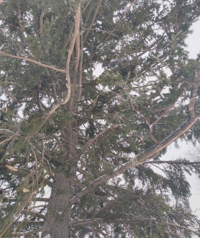 Администрация Енисейска нарастила новогоднюю ёлку ветками от других деревьев