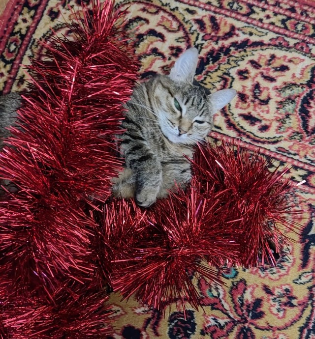 Котовторник,  кот Марс.