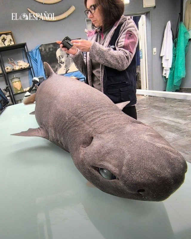 Аниме-акулу обнаружили в Испании — у неё огромные глаза