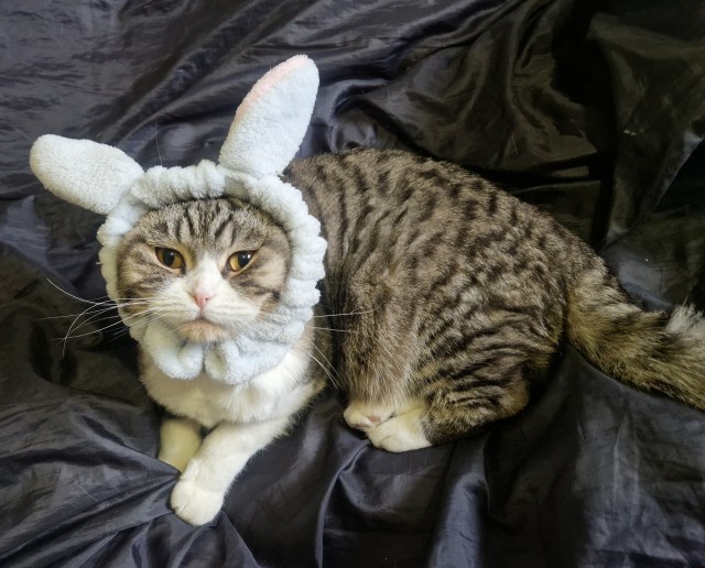 Дурацких фото котов тред
