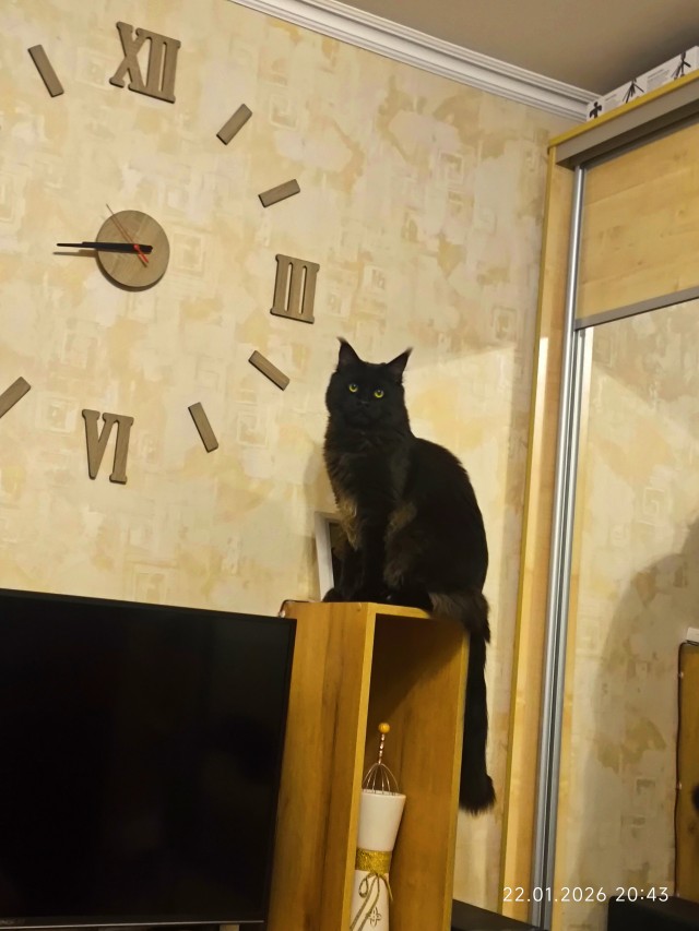 Куно-вторник!