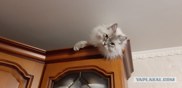 котовторник, ещё успел