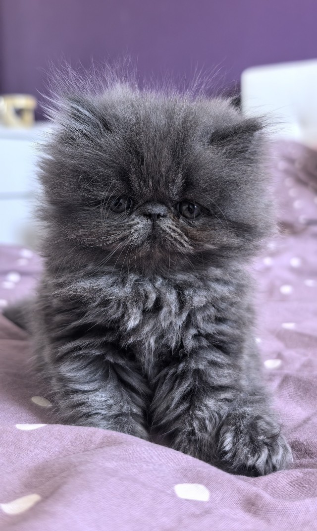 Котовторник. Прибавление.
