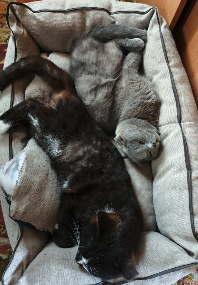 Когда дома два кота
