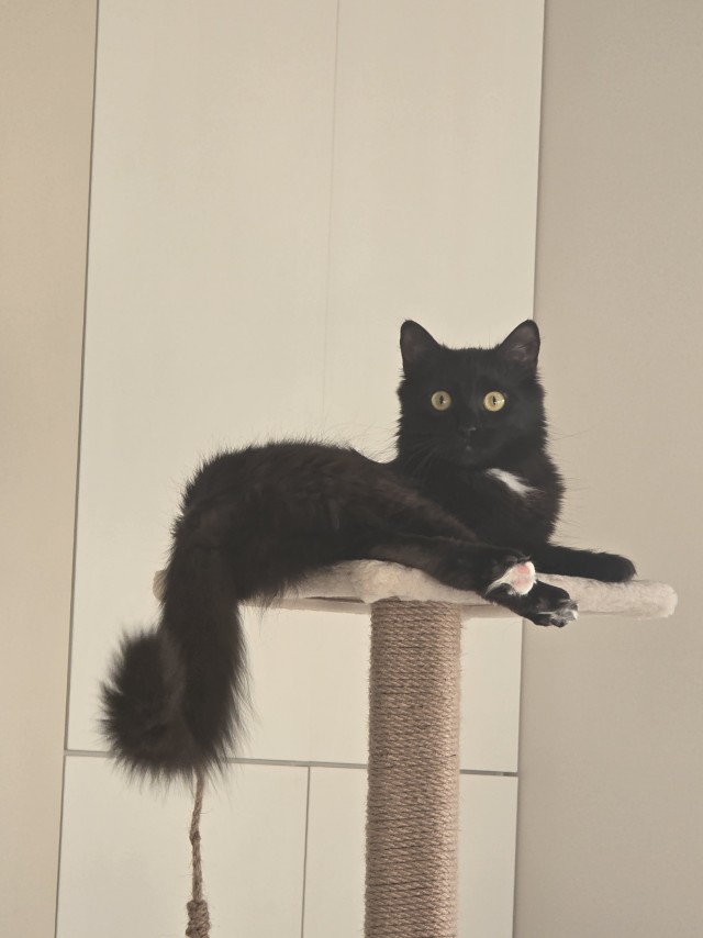 Котовторник