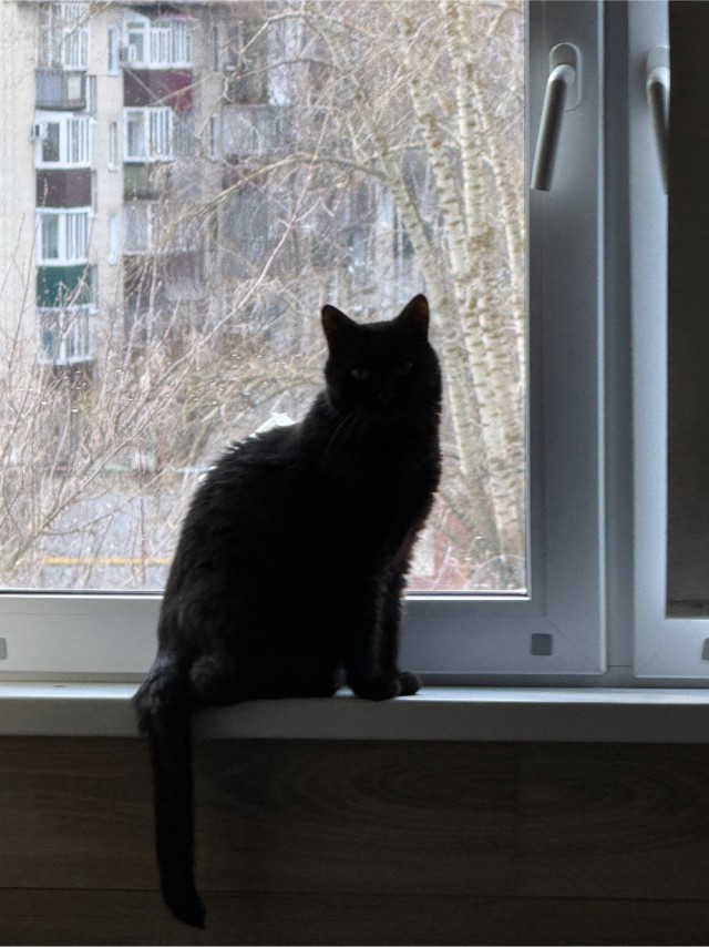 Котовторник