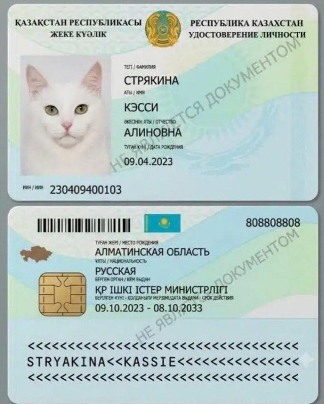 Котам в Казахстане начали выдавать паспорта