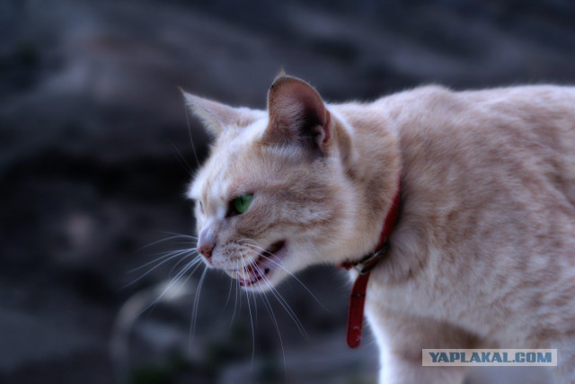 Котовторник 25.02.2014