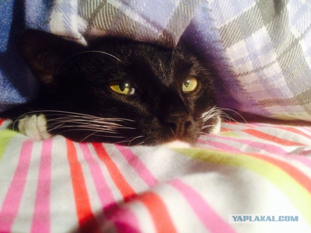 Котовторник  25.03.2014