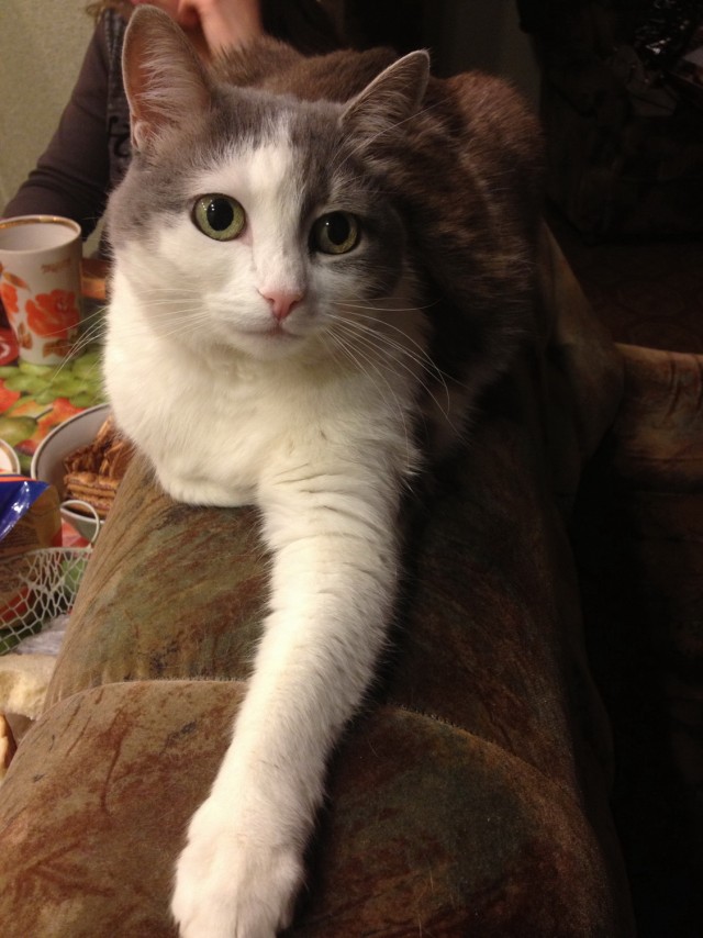 Котовторник 05.03.13