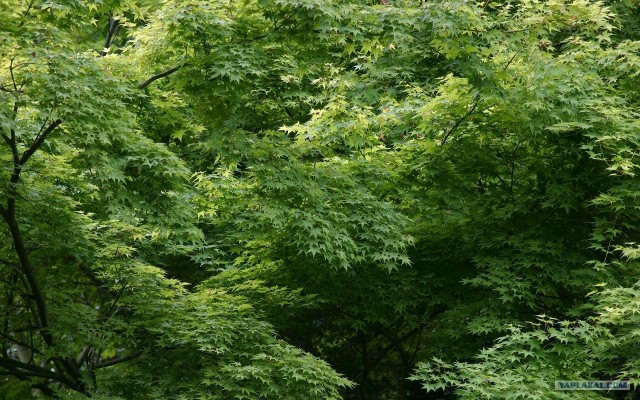 Шервудский лес