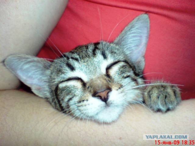 Котовторник 24.06.2014
