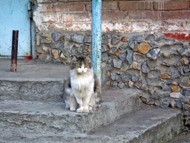 Котовторник  08.07.2014