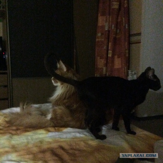 Котовторник 26.08.14.