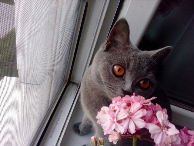 Котовторник 26.08.14.
