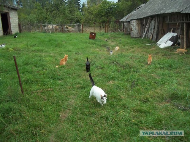 Жизнь домашнего приюта для котеек 26