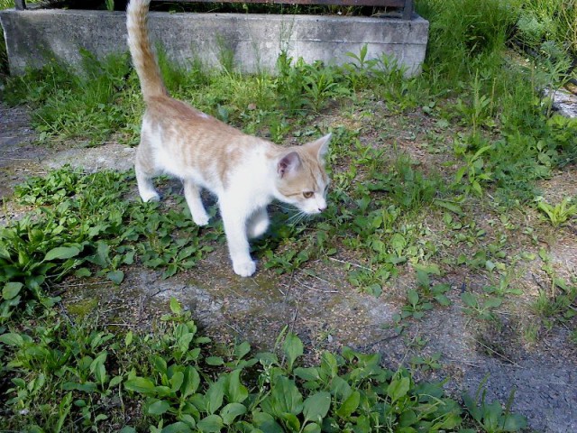 Котовторник 16.09.14