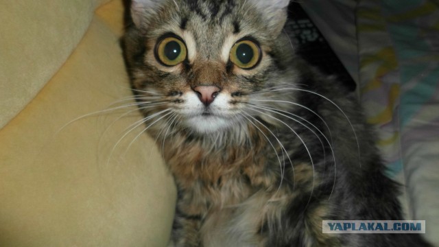 Котовторник 30.09.2014