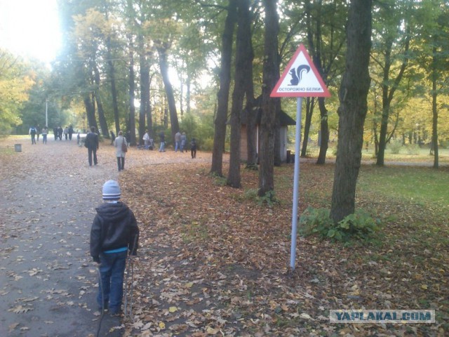 Гопота в Павловске
